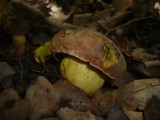 Boletus queletii image