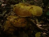 Boletus queletii image