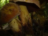 Boletus queletii image