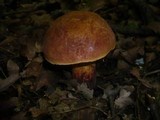 Boletus queletii image