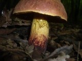 Boletus queletii image