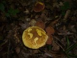 Boletus queletii image