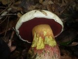 Boletus satanas image