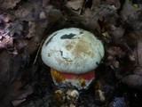 Boletus satanas image