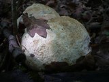 Boletus satanas image
