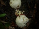 Boletus satanas image