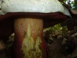 Boletus satanas image