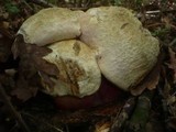 Boletus satanas image