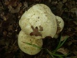 Boletus satanas image