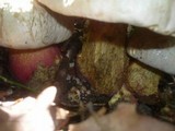 Boletus satanas image