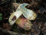 Boletus satanas image