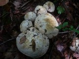 Boletus satanas image