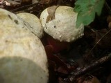 Boletus satanas image
