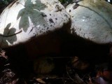 Boletus satanas image