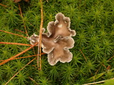 Cantharellula umbonata image