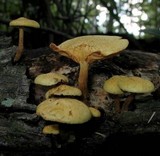 Gymnopilus aeruginosus image