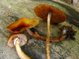 Conocybe rugosa image