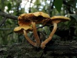 Gymnopilus aeruginosus image