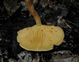 Gymnopilus aeruginosus image