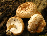 Lentinus tigrinus image