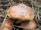 Gymnopilus luteofolius image