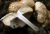 Lentinus tigrinus image