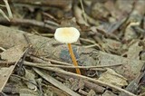 Mycena crocea image