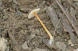 Mycena crocea image