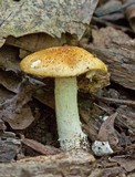 Stropharia hardii image