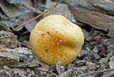 Stropharia hardii image