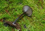 Arrhenia epichysium image