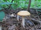 Amanita roseitincta image