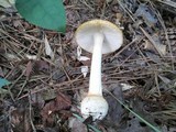 Amanita roseitincta image