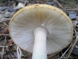 Amanita roseitincta image