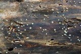 Helicogloea compressa image