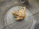Cordyceps tuberculata image