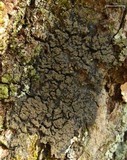 Fuscopannaria leucosticta image