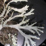 Heterodermia appalachensis image
