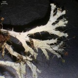 Heterodermia appalachensis image