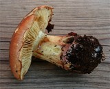 Cortinarius nanceiensis image