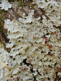 Lobaria quercizans image