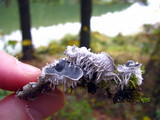 Peltigera canina image