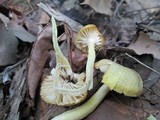 Hygrocybe caespitosa image