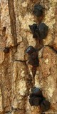 Bulgaria inquinans image