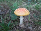 Amanita persicina image