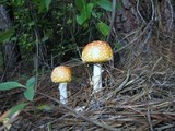 Amanita persicina image