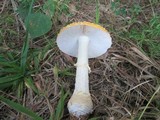 Amanita persicina image