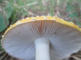 Amanita persicina image