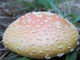 Amanita persicina image