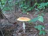 Amanita persicina image